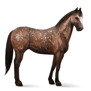 cheval de selle pur-sang anglais bai