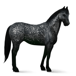 cheval de selle criollo argentin bai cerise