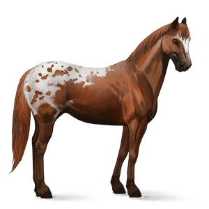 cheval de selle pur-sang anglais alezan