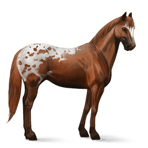 cheval de selle appaloosa spotted isabelle