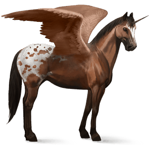 licorne de selle ailée appaloosa spotted bai