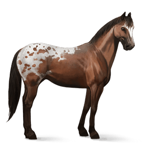 cheval de selle pur-sang anglais noir