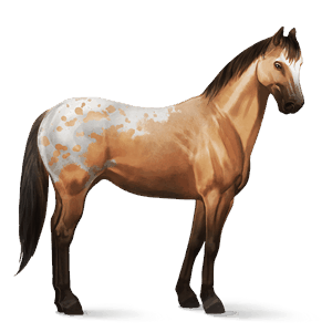 cheval de selle pur-sang anglais gris pommelé