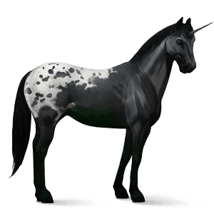 licorne de selle criollo argentin spotted noir