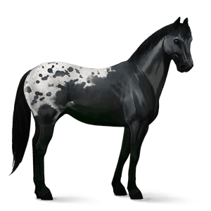 cheval de selle pur-sang anglais bai cerise