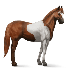 cheval de selle morgan rouan