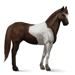 cheval de selle tinker pie tobiano alezan brûlé