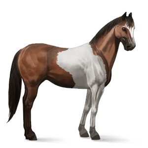 cheval de selle criollo argentin pie tobiano alezan