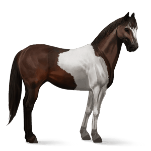 cheval de selle anglo-arabe bai brûlé