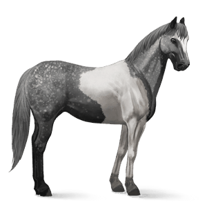 cheval de selle anglo-arabe gris clair