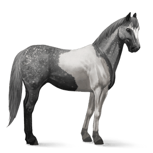 cheval de selle paint horse pie tobiano gris pommelé