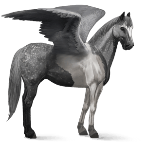 pégase de selle curly pie tobiano gris souris