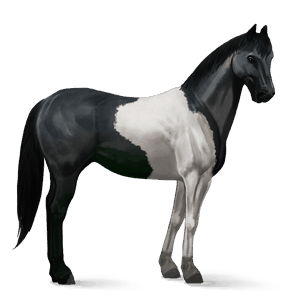 cheval de selle cheval islandais rouan