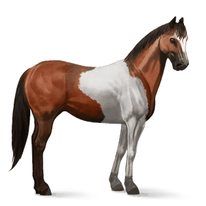 cheval de selle mustang bai cerise