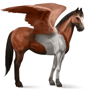 pégase de selle marwari pie tobiano bai cerise