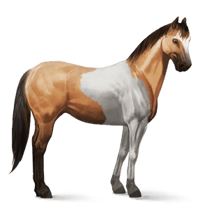 cheval de selle pure race espagnole gris pommelé