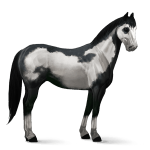 cheval de selle arabe gris pommelé