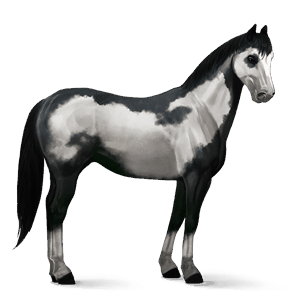 cheval de selle gris pommelé