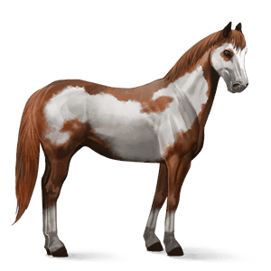 cheval de selle arabe gris pommelé