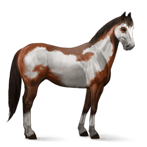 cheval de selle paint horse pie overo bai cerise