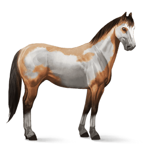 cheval de selle paint horse pie overo isabelle