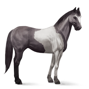 cheval de selle brumby bai brûlé