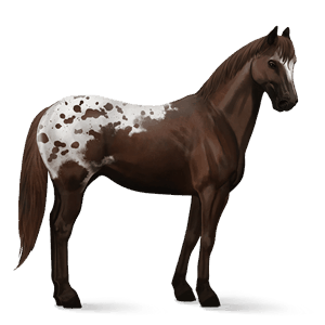 cheval de selle kwpn noir
