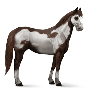 cheval de selle pur-sang anglais noir