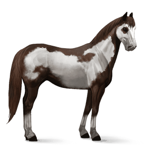 cheval de selle paint horse pie overo alezan brûlé