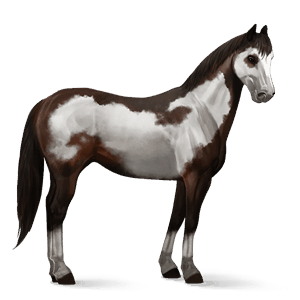 cheval de selle trotteur orlov bai cerise