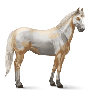 cheval de selle pure race espagnole gris clair