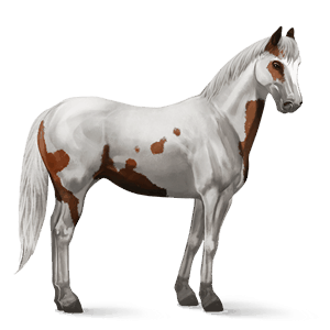 cheval de selle paint horse pie tobiano alezan