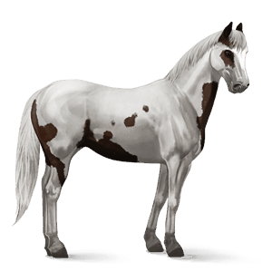 cheval de selle appaloosa blanket isabelle