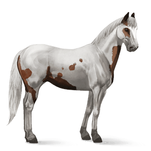 cheval de selle lipizzan bai cerise