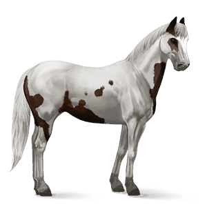 cheval de selle arabe alezan