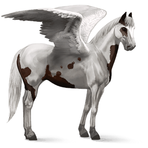 pégase de selle appaloosa snowflake bai