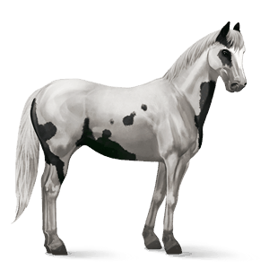 cheval de selle paint horse pie tobiano bai