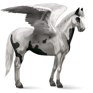 pégase de selle paint horse pie tovero noir