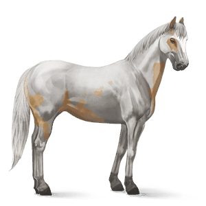 cheval de selle pure race espagnole gris pommelé