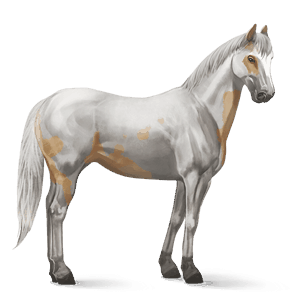 cheval de selle paint horse pie tovero palomino
