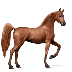 cheval de selle arabe alezan