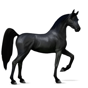 cheval de selle arabe noir