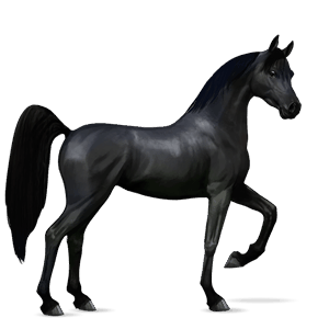 cheval de selle shagya noir