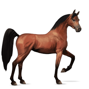 cheval de selle arabe bai cerise