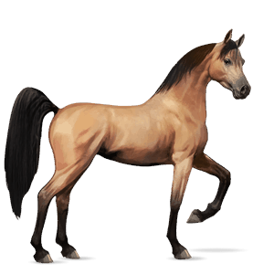 poney quarter pony aubère