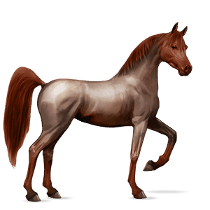 cheval de selle arabe bai