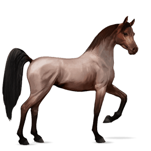 cheval de selle arabe rouan