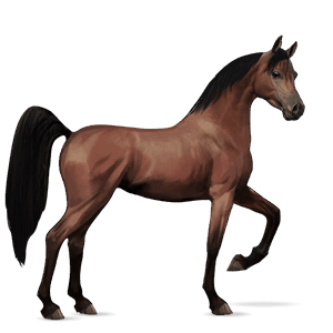 cheval de selle arabe alezan brûlé