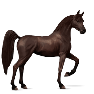 cheval de selle cheval islandais bai cerise