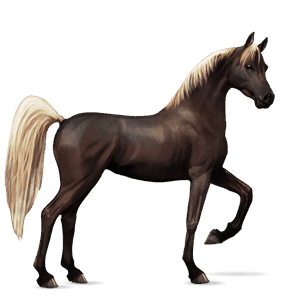 cheval de selle arabe gris souris